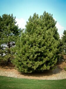 Сосна Чёрная (Pinus Nigra) купить по цене от 270.00р. в интернет-магазине «Посадика» с доставкой почтой в в Прохладныйе и по всей России – [изображение №1].