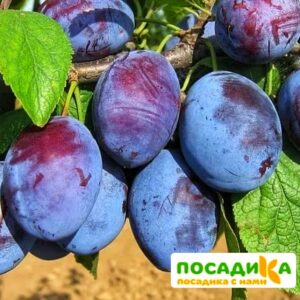 Слива Чачакская ранняя купить по цене от 229.00р. в интернет-магазине «Посадика» с доставкой почтой в в Прохладныйе и по всей России – [изображение №1].