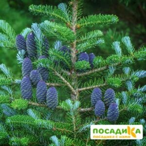 Пихта корейская (Abies koreana) купить по цене от 450.00р. в интернет-магазине «Посадика» с доставкой почтой в в Прохладныйе и по всей России – [изображение №1].