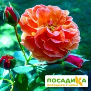 Роза Арабия купить по цене от 350.00р. в интернет-магазине «Посадика» с доставкой почтой в в Прохладныйе и по всей России – [изображение №1].