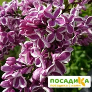 Сирень Сенсация купить по цене от 529.00р. в интернет-магазине «Посадика» с доставкой почтой в в Прохладныйе и по всей России – [изображение №1].