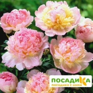 Пион Распберри Сандей (Paeonia Raspberry Sundae) купить по цене от 959р. в интернет-магазине «Посадика» с доставкой почтой в в Прохладныйе и по всей России – [изображение №1].