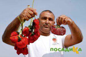 Клубника Гигант Джорнея купить по цене от 266р. в интернет-магазине «Посадика» с доставкой почтой в в Прохладныйе и по всей России – [изображение №1].
