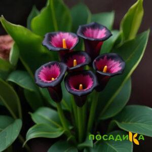 Калла Аура Лейс купить по цене от 400р. в интернет-магазине «Посадика» с доставкой почтой в в Прохладныйе и по всей России – [изображение №1].