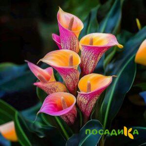 Калла Оникс купить по цене от 450р. в интернет-магазине «Посадика» с доставкой почтой в в Прохладныйе и по всей России – [изображение №1].