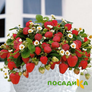 Клубника Рубиновый Шепот (горшечная) купить по цене от 240р. в интернет-магазине «Посадика» с доставкой почтой в в Прохладныйе и по всей России – [изображение №1].