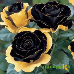 Роза Ханни Сикл купить по цене от 700р. в интернет-магазине «Посадика» с доставкой почтой в в Прохладныйе и по всей России – [изображение №1].