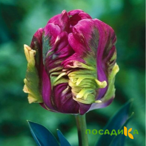 Тюльпан Экзотик Хэвен купить по цене от 186р. в интернет-магазине «Посадика» с доставкой почтой в в Прохладныйе и по всей России – [изображение №1].