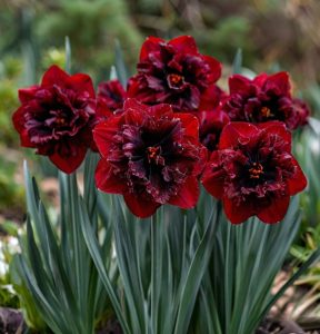 Нарцисс Сапфировый Бриз купить по цене от 3000р. в интернет-магазине «Посадика» с доставкой почтой в в Прохладныйе и по всей России – [изображение №1].