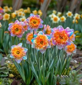 Нарцисс Айвери Дон купить по цене от 3000р. в интернет-магазине «Посадика» с доставкой почтой в в Прохладныйе и по всей России – [изображение №1].