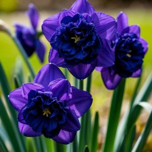 Нарцисс Арт Нуво купить по цене от 378р. в интернет-магазине «Посадика» с доставкой почтой в в Прохладныйе и по всей России – [изображение №1].