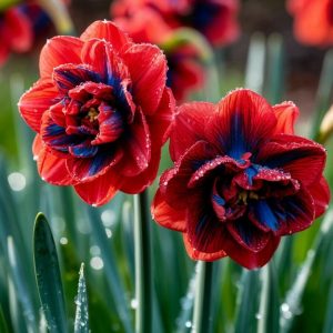 Нарцисс Эрличе купить по цене от 386р. в интернет-магазине «Посадика» с доставкой почтой в в Прохладныйе и по всей России – [изображение №1].