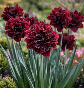 Нарцисс Малиновая Вуаль купить по цене от 3000р. в интернет-магазине «Посадика» с доставкой почтой в в Прохладныйе и по всей России – [изображение №1].